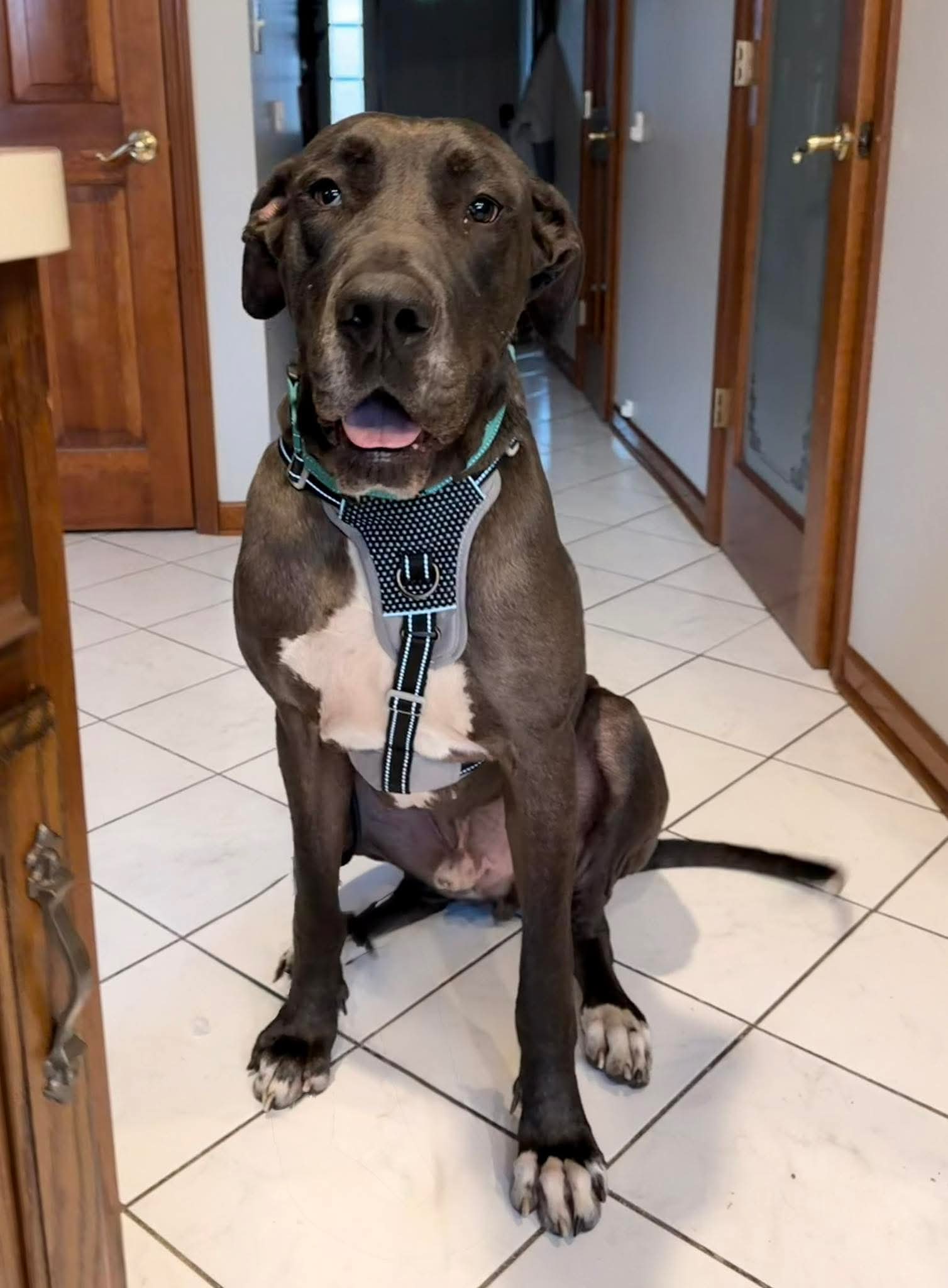 Great Dane
