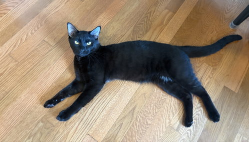PANTHER