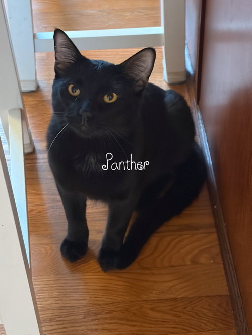 PANTHER, Young Domestic Short Hair (short coat), cat for adoption in Calumet City, Illinois