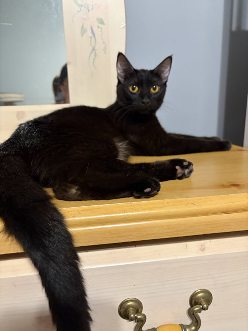 MAGPIE (Bonded with Panther), a cat for adoption from Hoof Woof Meow Animal Rescue