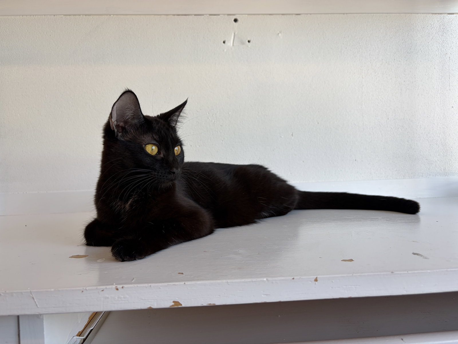 MAGPIE (Bonded with Panther), photo 2