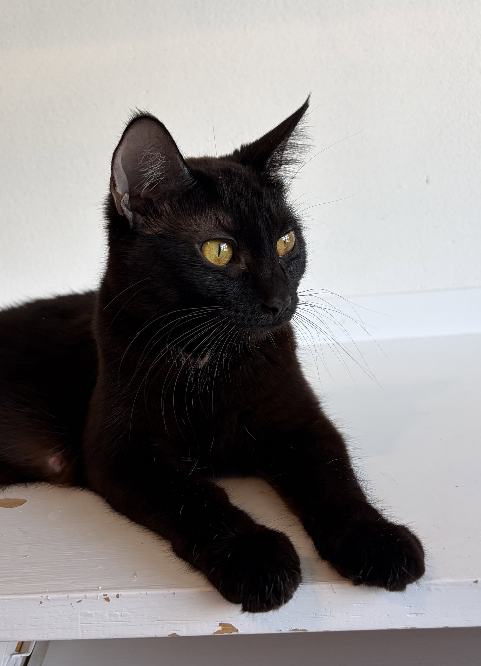 MAGPIE (Bonded with Panther), photo 3