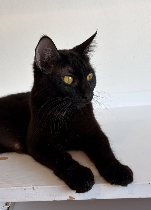 Photo 3 of MAGPIE (Bonded with Panther)