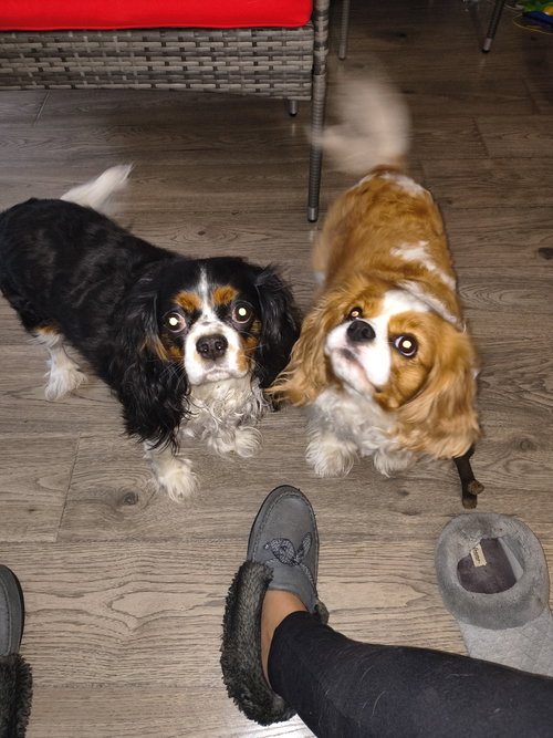 Adaline, an adoptable Cavalier King Charles Spaniel in Elgin, IL