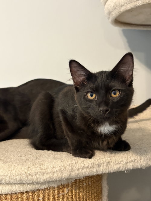 GRIFFIN, a cat for adoption from Hoof Woof Meow Animal Rescue