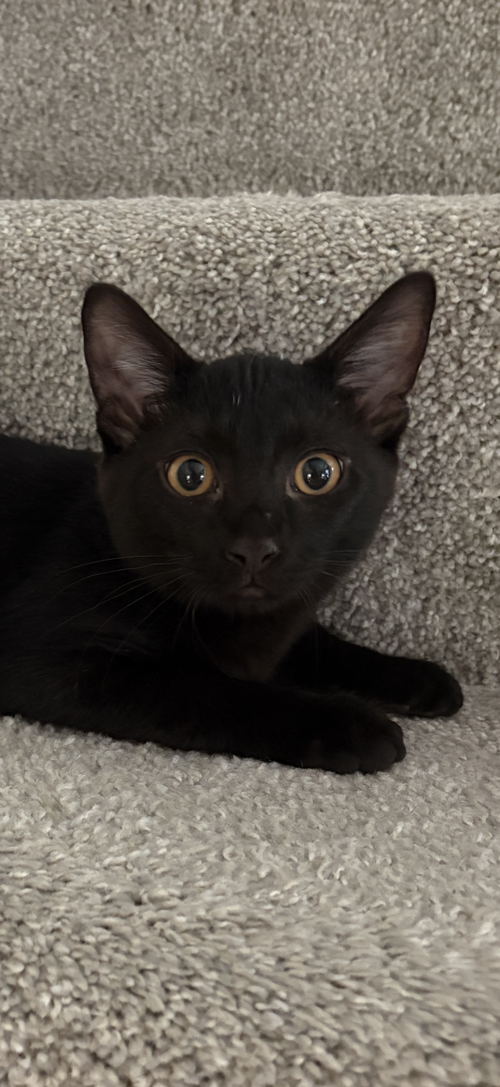 PHOENIX, a cat for adoption from Hoof Woof Meow Animal Rescue