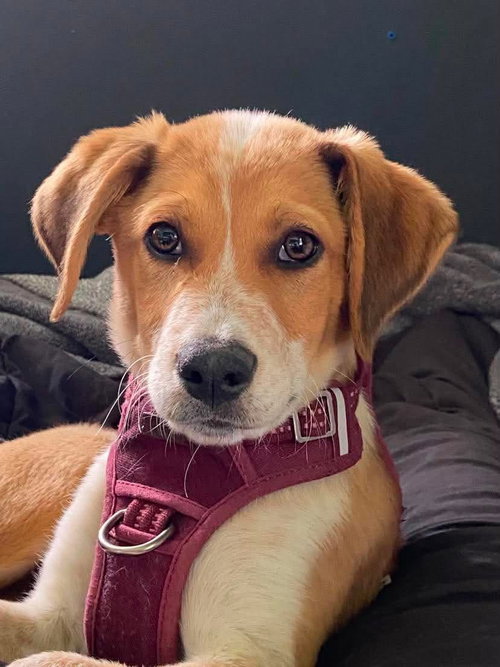 Noland, an adoptable Beagle in Elgin, IL