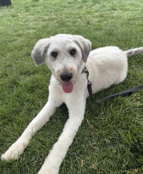 Woody, an adoptable Poodle in Elgin, IL