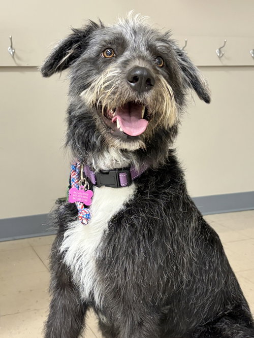 Raven, an adoptable Poodle in Elgin, IL