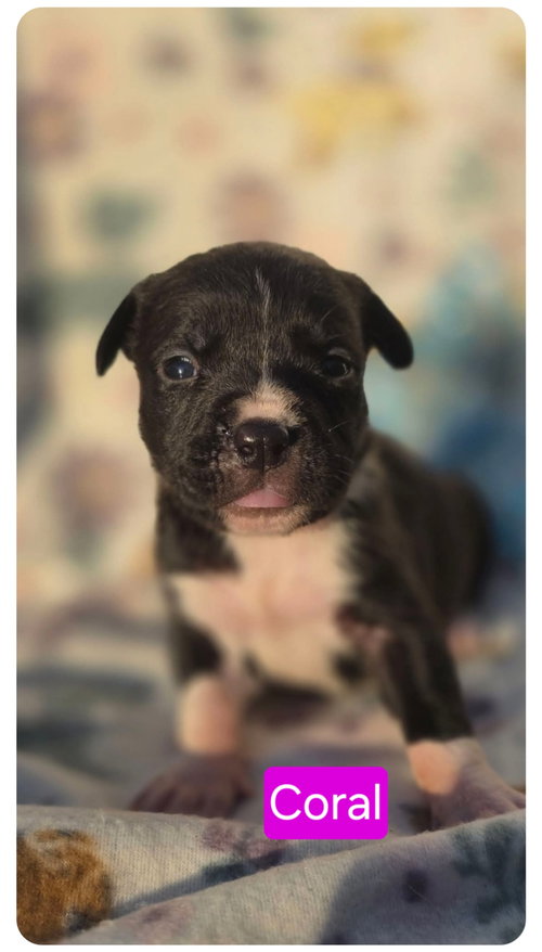 Coral, an adoptable American Pit Bull Terrier in Elgin, IL