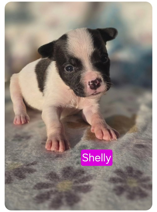 Shelly, an adoptable American Pit Bull Terrier in Elgin, IL