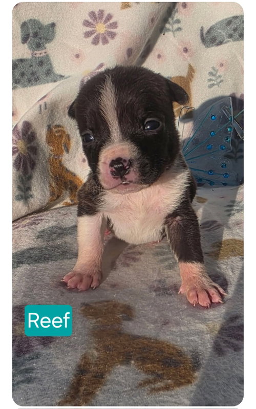 Reef, an adoptable American Pit Bull Terrier in Elgin, IL