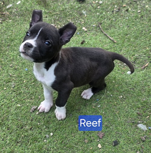 Photo 5 of Reef
