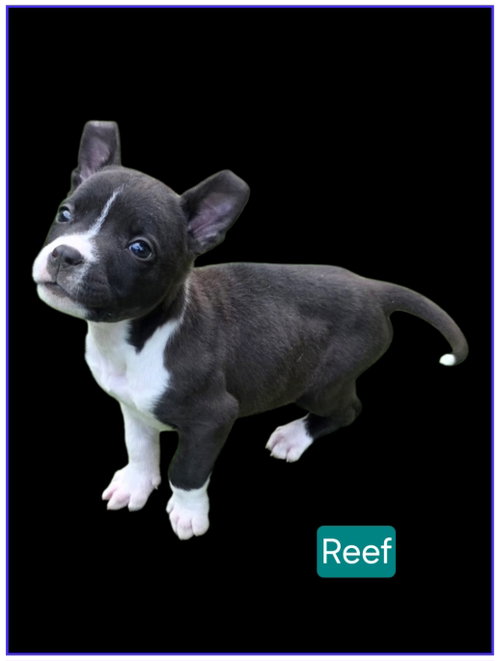 Photo 3 of Reef