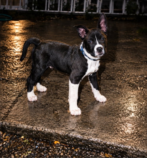 Reef, a dog for adoption from Hoof Woof Meow Animal Rescue