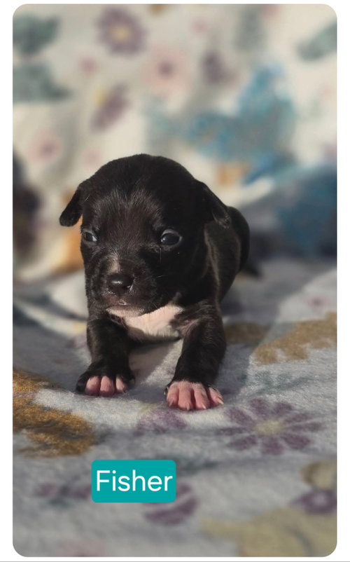 Fisher, an adoptable American Pit Bull Terrier in Elgin, IL