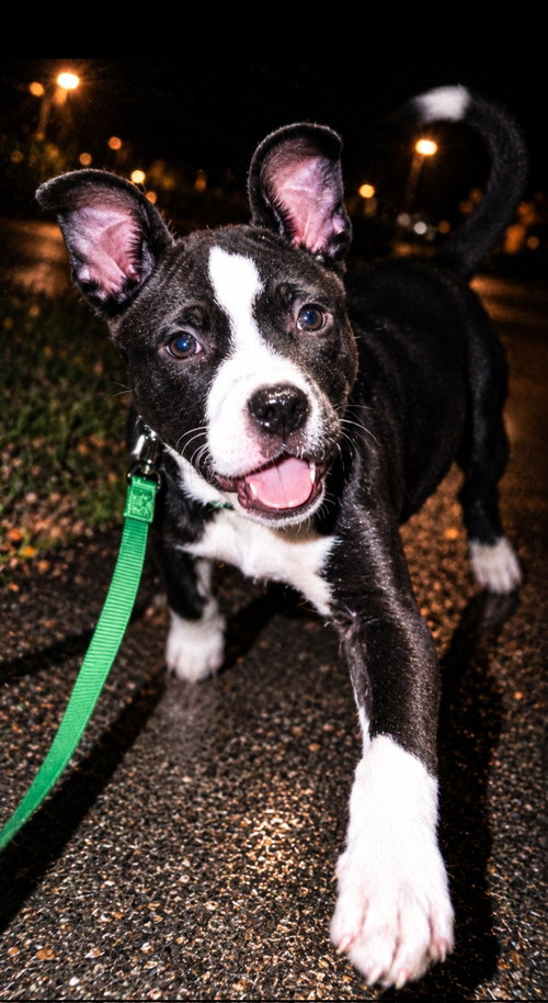 Splash, a dog for adoption from Hoof Woof Meow Animal Rescue