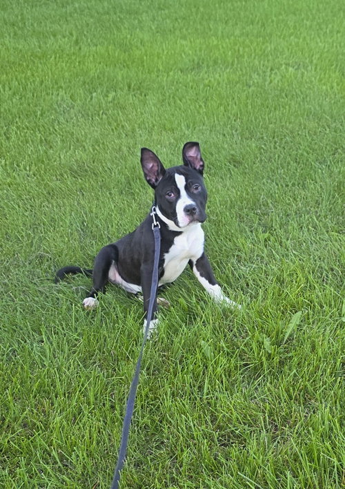 Splash, an adoptable rescue dog