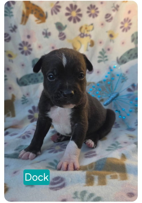 Dock, an adoptable American Pit Bull Terrier in Elgin, IL