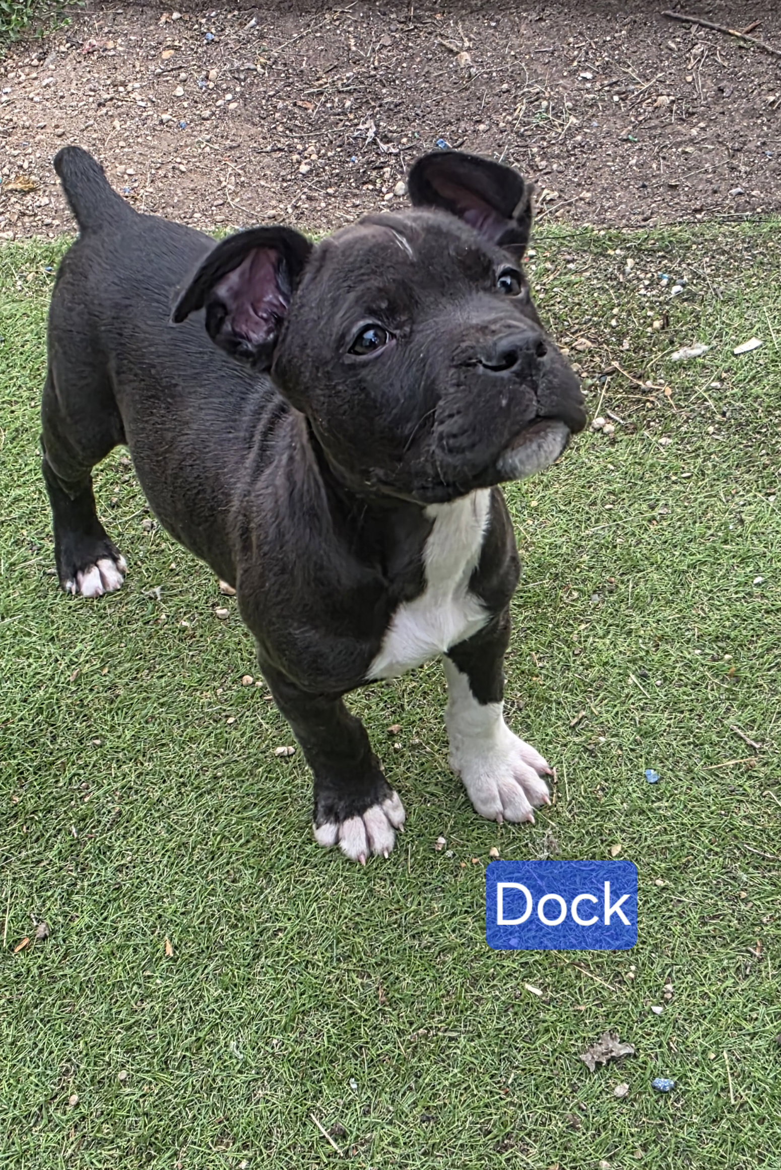 Dock, photo 6