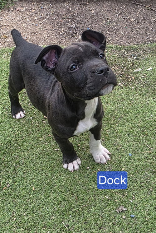 Photo 6 of Dock