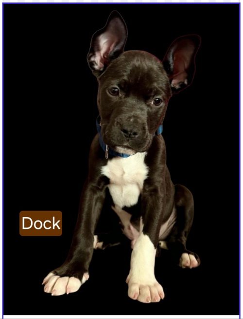 Photo 4 of Dock