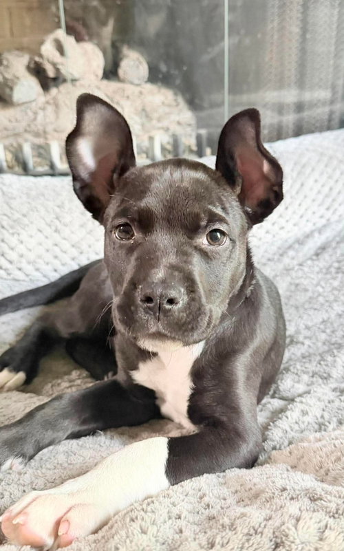 Dock, a dog for adoption from Hoof Woof Meow Animal Rescue