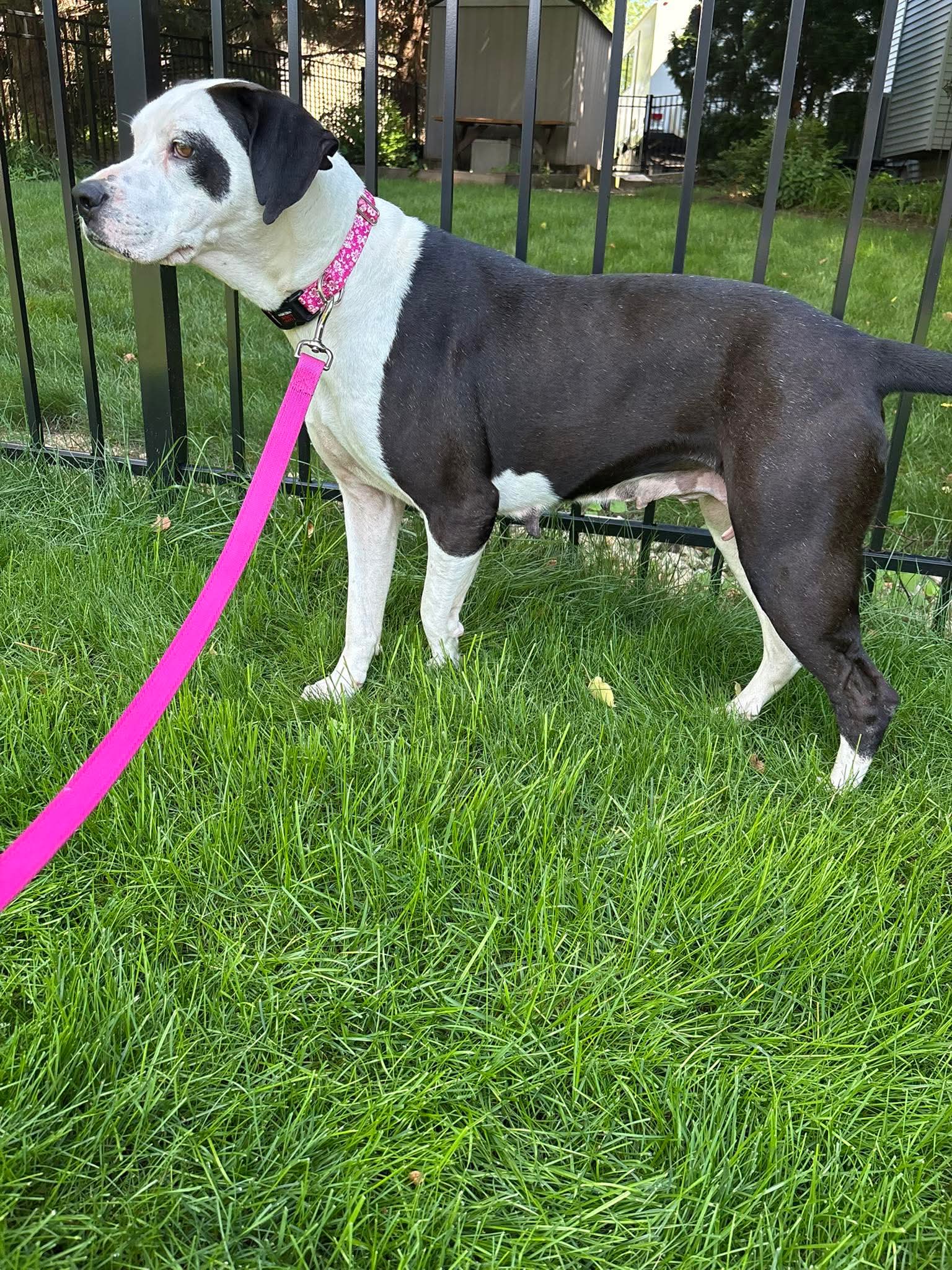 Buttons, Great Dane