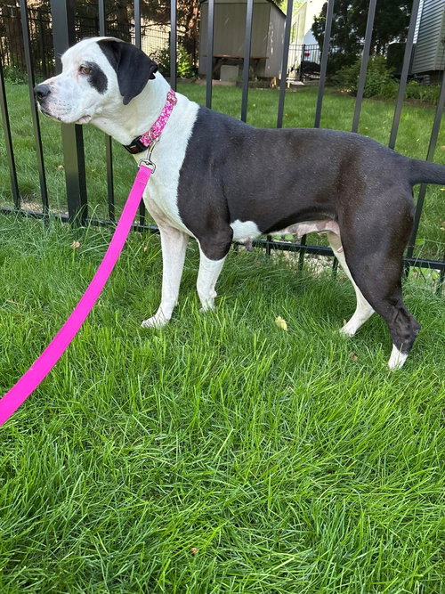 Buttons, a dog for adoption from Hoof Woof Meow Animal Rescue
