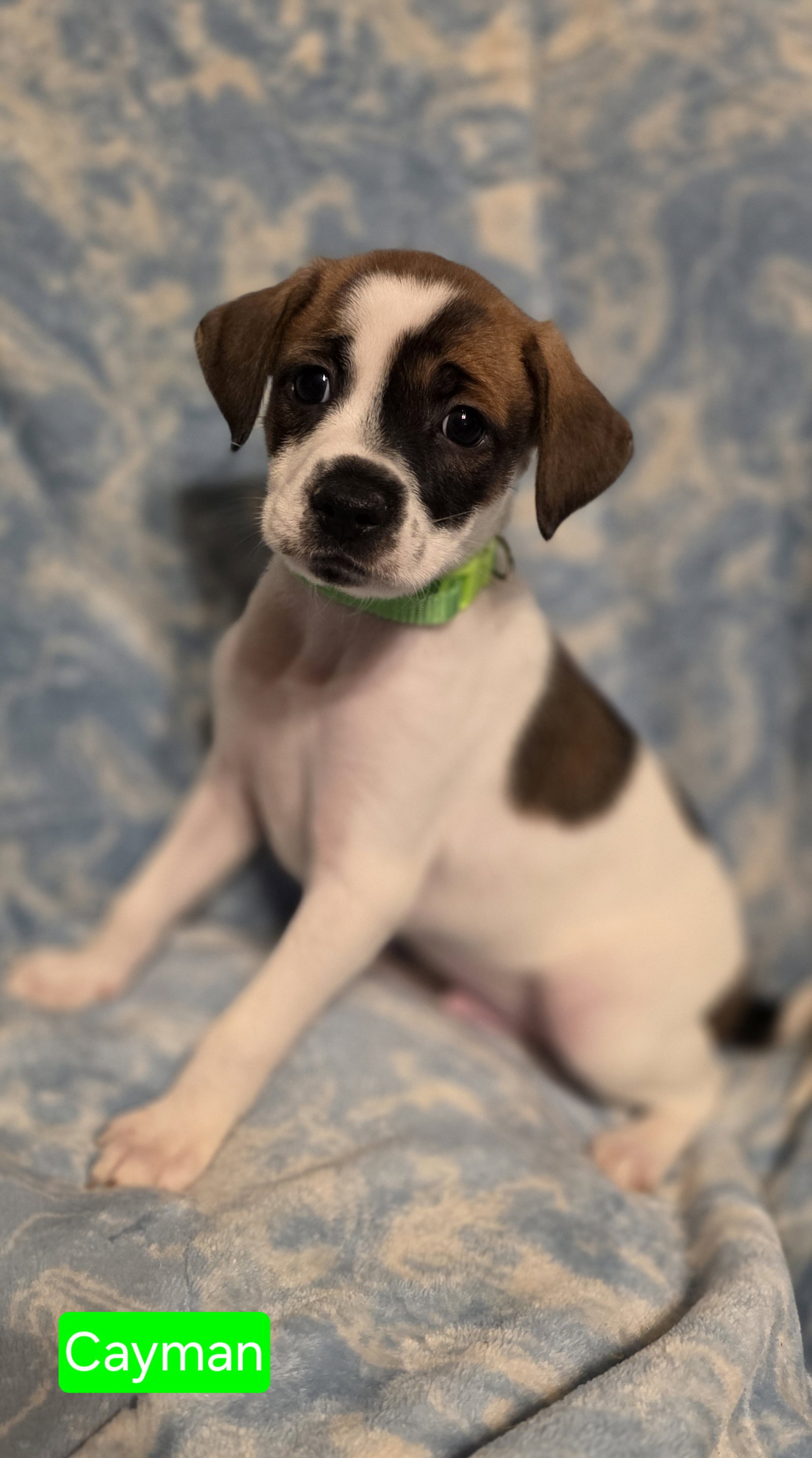 Cayman, Rat Terrier