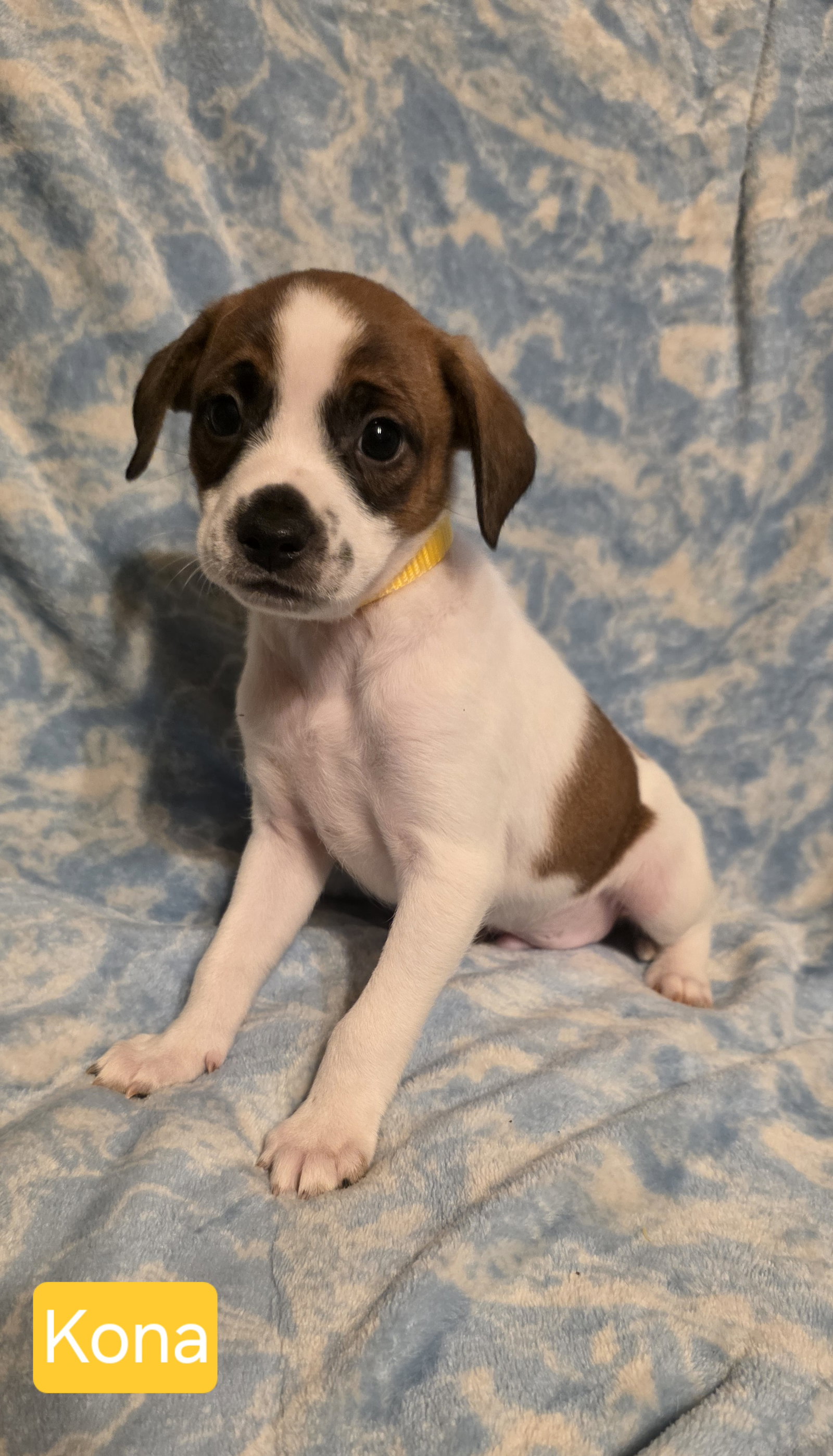 Kona, Rat Terrier