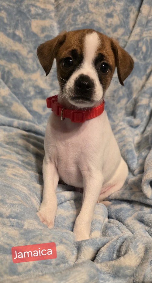 Jamaica, a dog for adoption from Hoof Woof Meow Animal Rescue