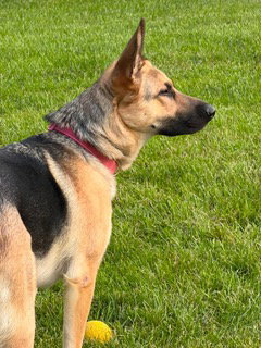 Nova, German Shepherd Dog