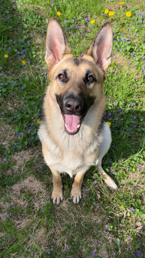 Photo 2 of Nova