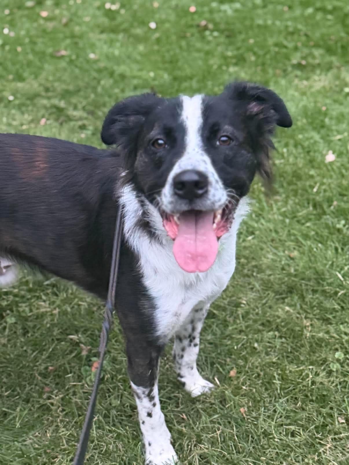 Willie, Border Collie