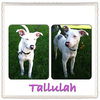 Tallulah