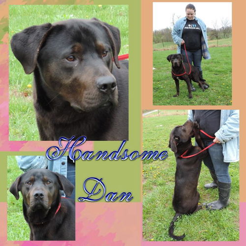 Handsome Dan