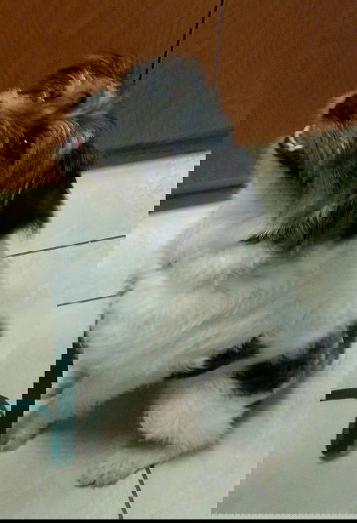 Elvis