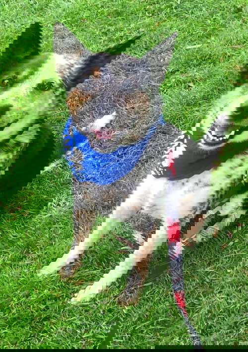 Zorro