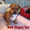 Red Zinger Tea