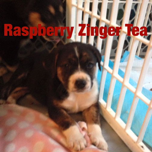 Raspberry Zinger Tea