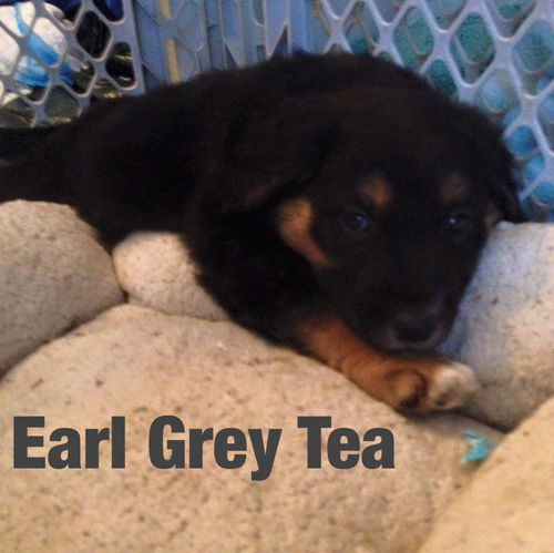 Earl Grey Tea