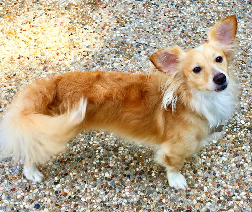 Buddy Bailey