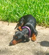 Mortimer 