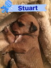 Stuart Gru