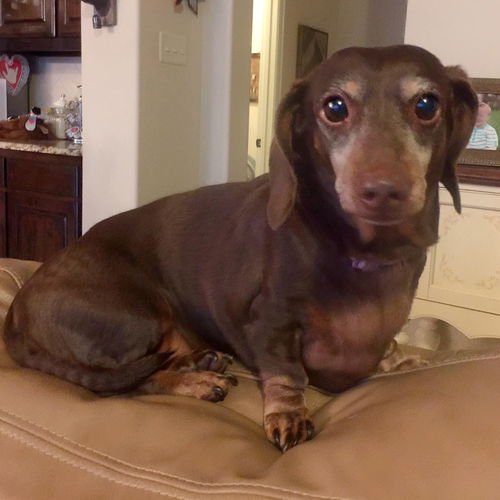 Dutchess Kenobi