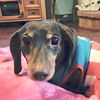 Dutchess Kenobi