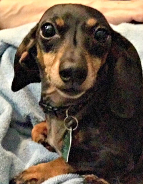 Heidi
