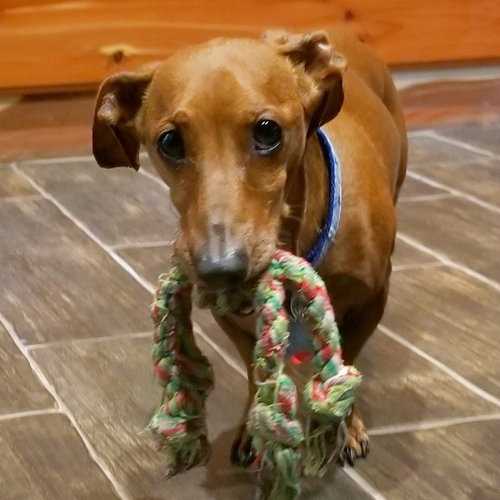 Moose Mason