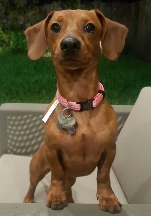 Harley Weiman